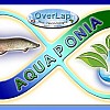 Fischzucht mit Aquaponie in Bahia Brasilien