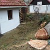 Wir schlagen die Bäume in  Ernstbrunn