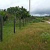 Brasilien 50 HA Früchtepflanzung mit Haus bei Autazes AM