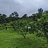 Brasilien 80 Ha Tiefpreis-Grundstück Früchtefarm bei Manaus AM