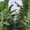  Brasilien 300 Ha grosser Bauernhof - Bananen-Pfeffer-Acai - Plantagen bei Presidente Figueiredo AM