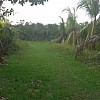 Brasilien 40 Ha Grundstück mit Kokosnusspflanzung bei Autazes AM