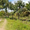 Brasilien paradiesisch schönes 300 Ha grosses Tiefpreis-Grundstück Region Manus AM