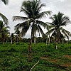 Brasilien riesengrosse 1'500 Ha Farm mit Privatsee bei Amaraji Roraima