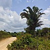 Brasilien 25Ha mit Tiefpreis-Grundstück Früchtefarm Region Manaus AM