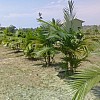 Brasilien 56 Ha grosse Früchtefarm in der Nähe von Manaus AM