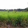  Brasilien 150 Ha grosses Grundstück mit Haus und kleinem Fluss Region Manaus AM