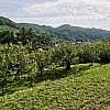 Traumhaftes Grundstück mit Blick auf Senftenberger Ruine im Kremstal